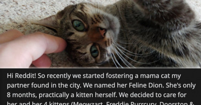 A Woman Refuses To Choose Another Kitten To Adopt After Finding Out The One She Wanted Was Given Away To Her Friend's Sister