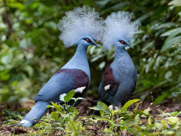 10. The Blue Crowned Pigeon breed