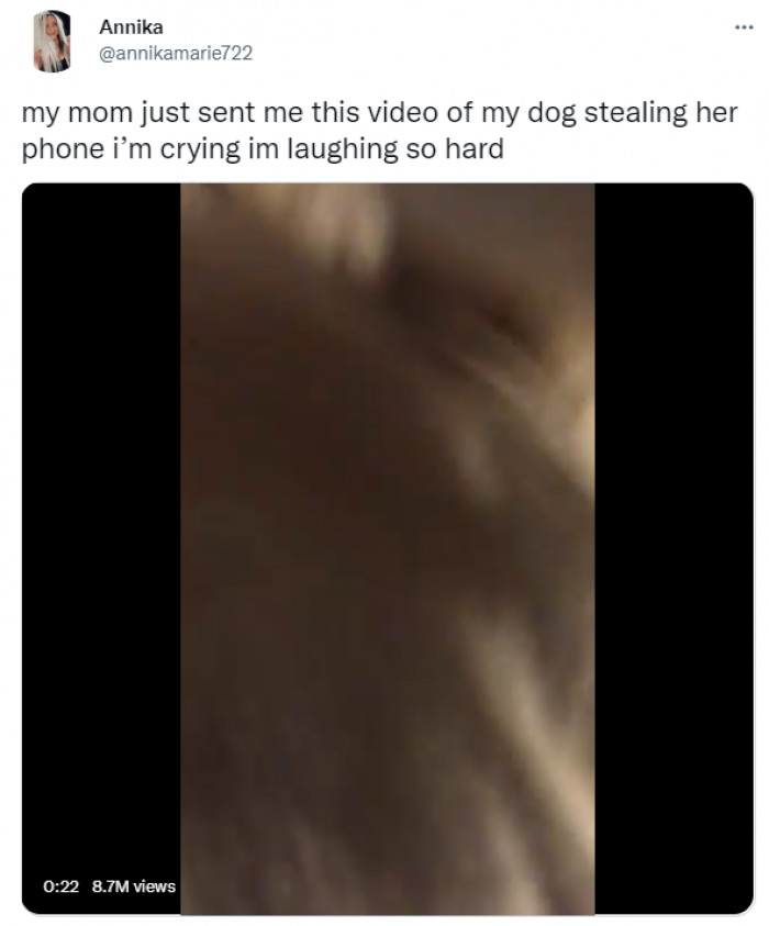 This pup had the best time of his life stealing his owner's phone