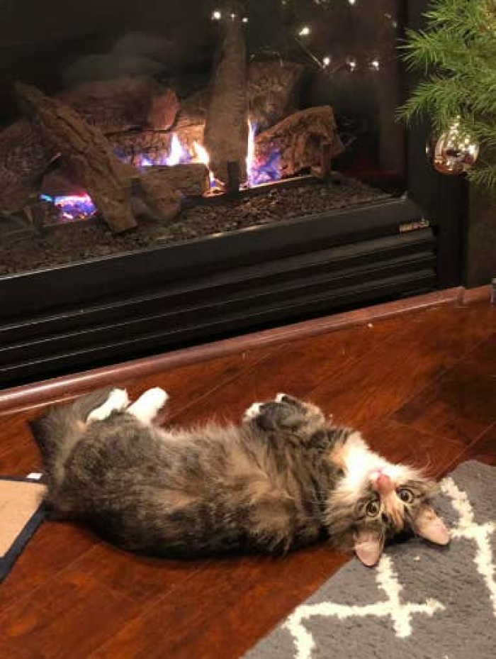 5. This sluggish feline simply desired a night in by the fire: