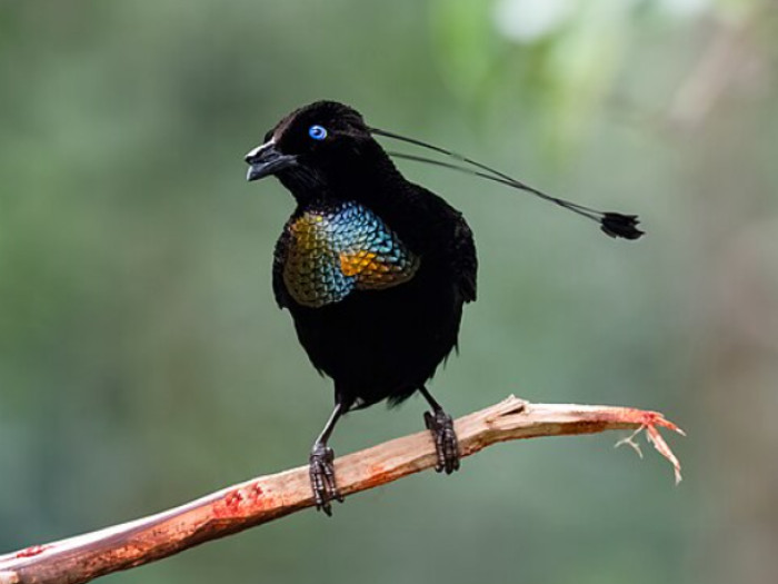 11. Lawes’s parotia