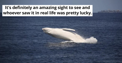 Beautiful Rare New White Whale Spotted For The First Time Off The Coast Of New South Wales