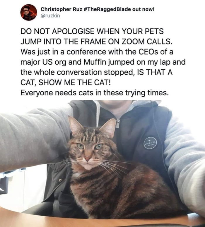 20. Please let your cats join the meeting.