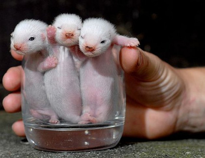 6. Now check out these cute triplets who are saying hello from the dream world