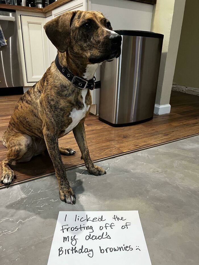 "Why Are You Asking Me To Sit Still??" - No Shame From The Chocolate-Eater"