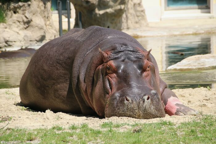 5. Hippos