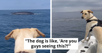 Dog Stunned By Sight Of The World's Largest Animal