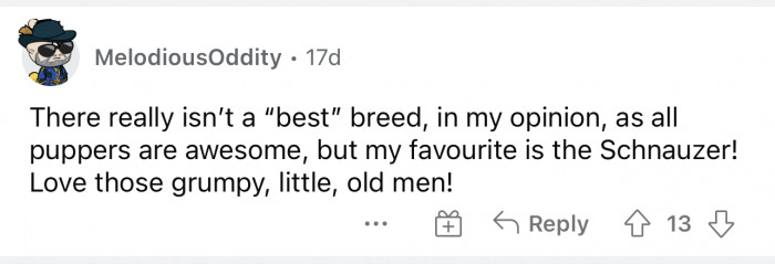 I love this breed too because they literally look like a little old man with a beard.