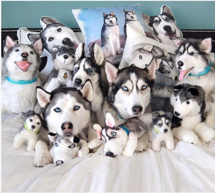 7. It's difficult to tell which is the real huskies from the replicas