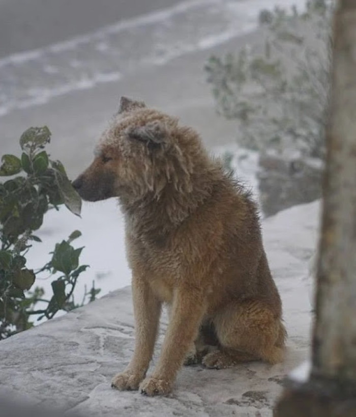 After persistent efforts, the kind Samaritan finally managed to convince the owner, thereby altering the fate of the puppy.