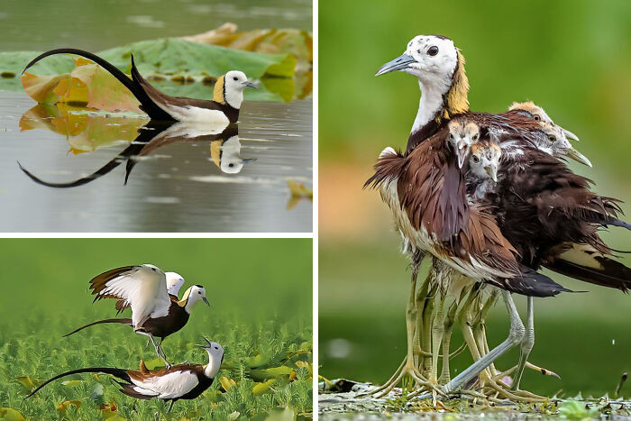 Female pheasant-tailed jacanas are larger than males and follow a rare polyandrous mating system.