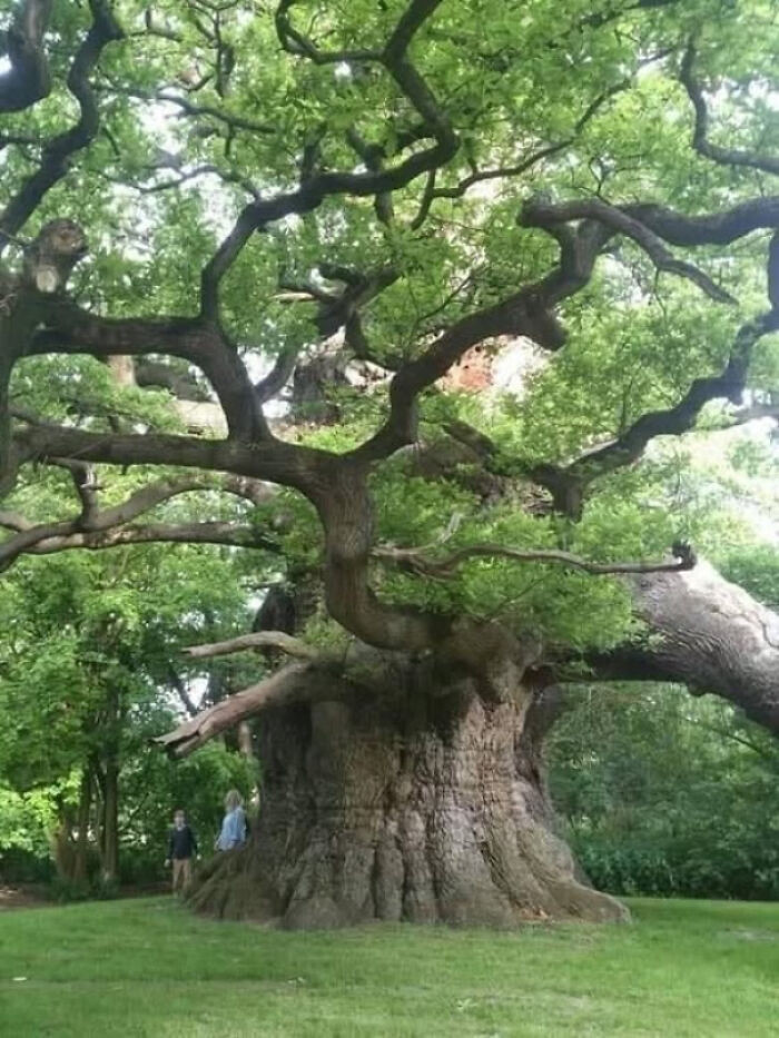 20. Majesty, the 800-year-old Fredville Oak, stands tall in Fredville Park, Kent
