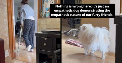 Adorable Dog Stops Using One Of His Legs As A Display Of Solidarity And Sympathy With The Owner On Crutches