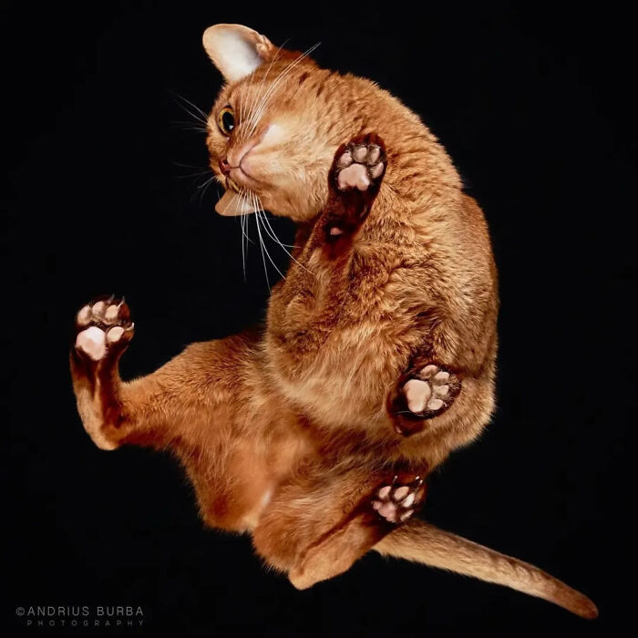 9. “This cat’s one awkward paw away from inventing modern dance.”