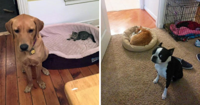 17 Funny Pictures Of Doggos Who Are Obviously Fed Up With Cats Taking Up Their Bed Space