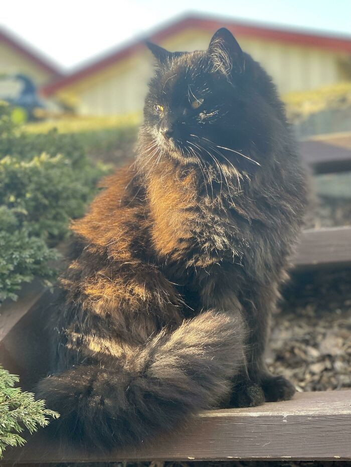 7. He May Not Be A Cutie, But My Boy Turned 25 (Human Years) Today, And I Wanted To Share His Beauty With All Of You