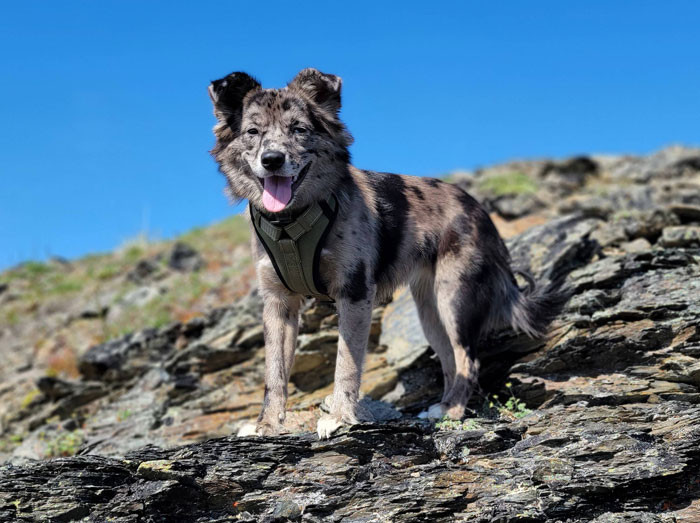 Dog is man’s best friend, and Jade over here is the bestest