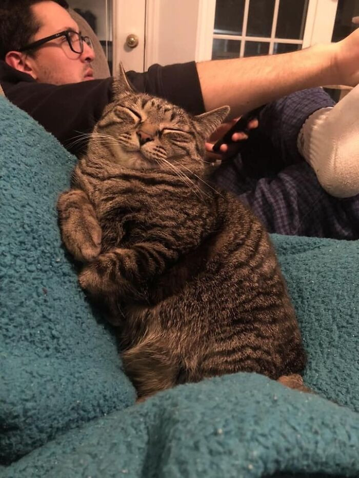 Cat with mustache and intense expression, captions “hewwo,” “screm,” and “powerful blep”