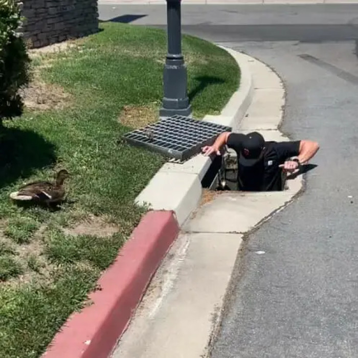 Gary lifted the grate and went down into the storm drain, now in an impromptu journey to rescue the poor ducklings.