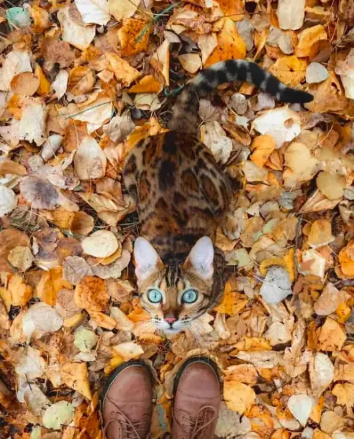Blue-eyed and ready for the fall