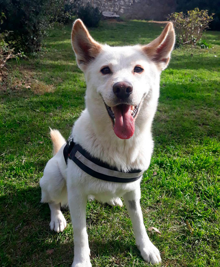 25. Canaan Dog