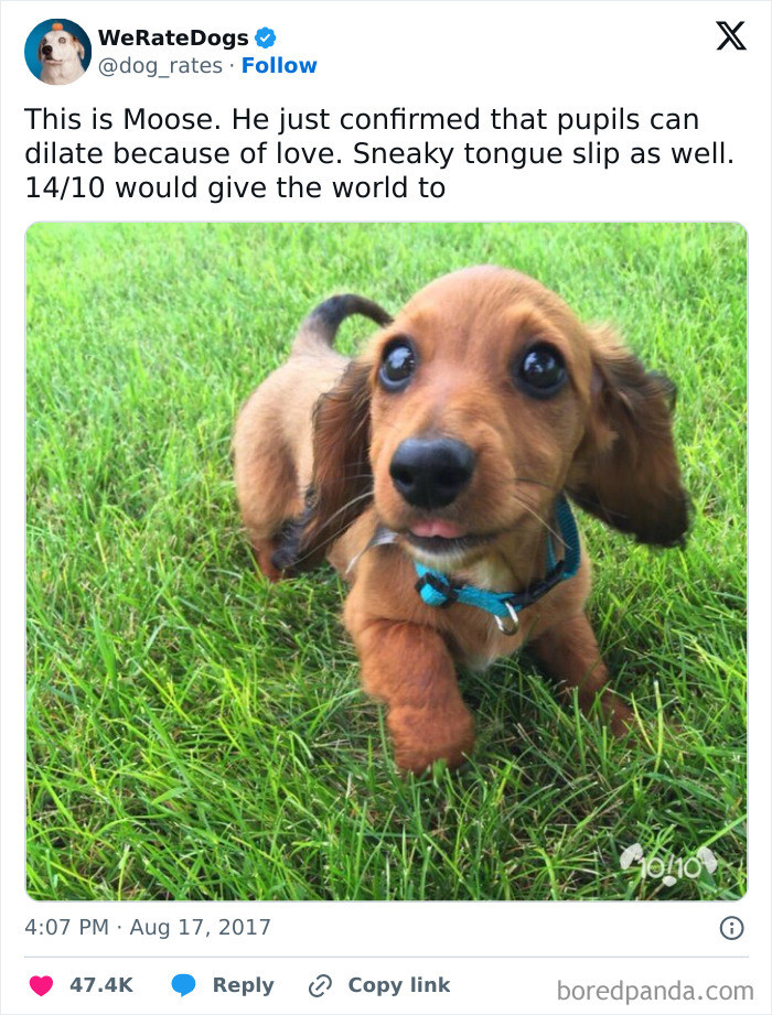 "Cute Little Wiener Dog"