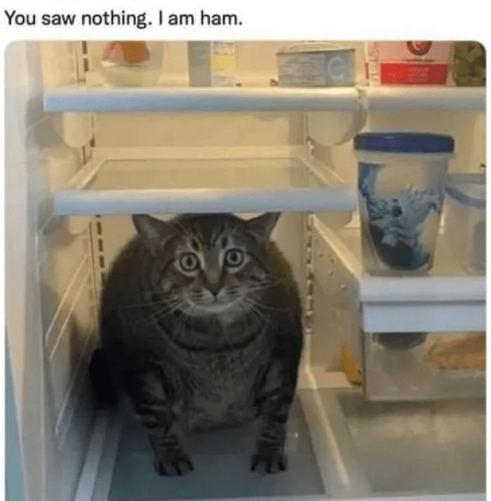 4. Do you understand me, hooman?