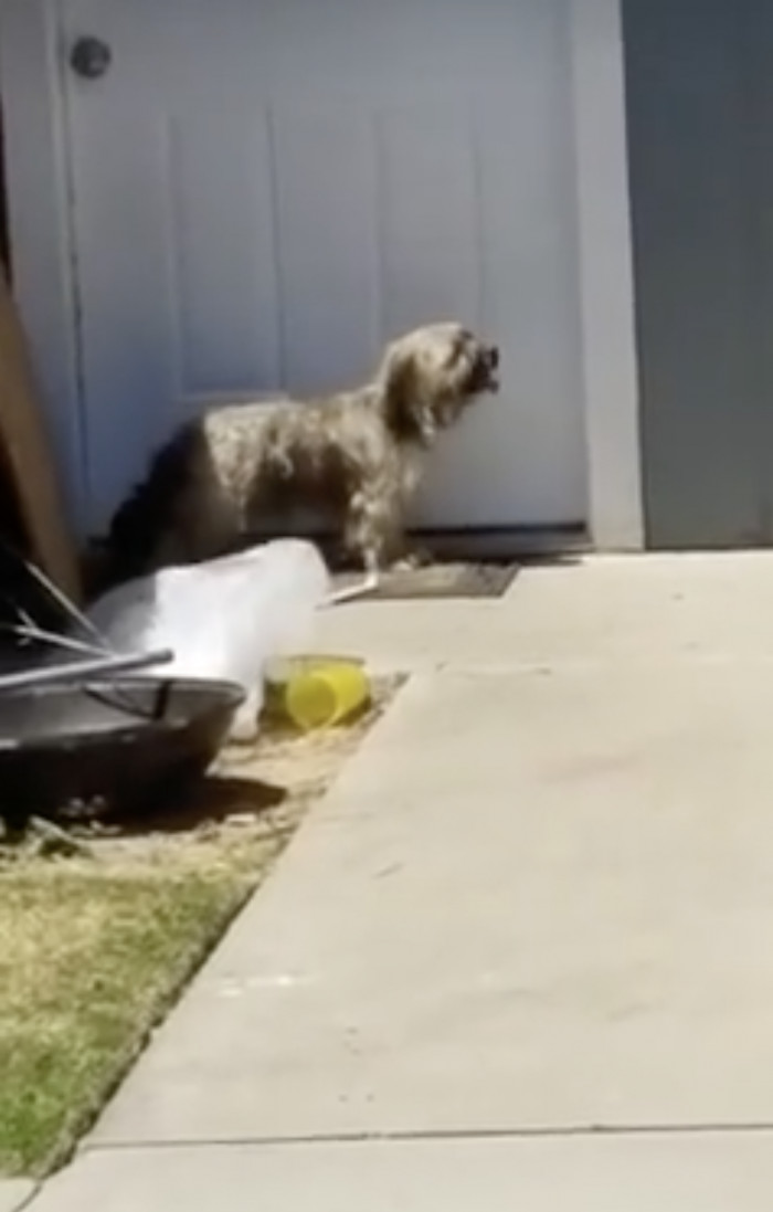 It is absolutely heartbreaking to watch him look for his owners