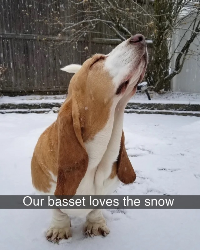 7. This looks like a scene from a doggo movie where this doggie just saved his love from the bad doggos and is savoring his moment of victory!