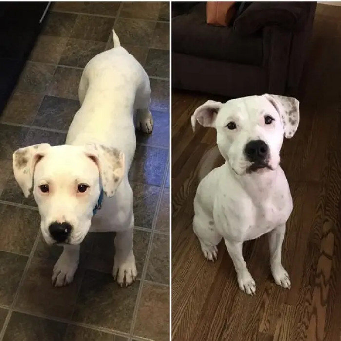 15. Poe has gone from 30 pounds to 90 pounds.