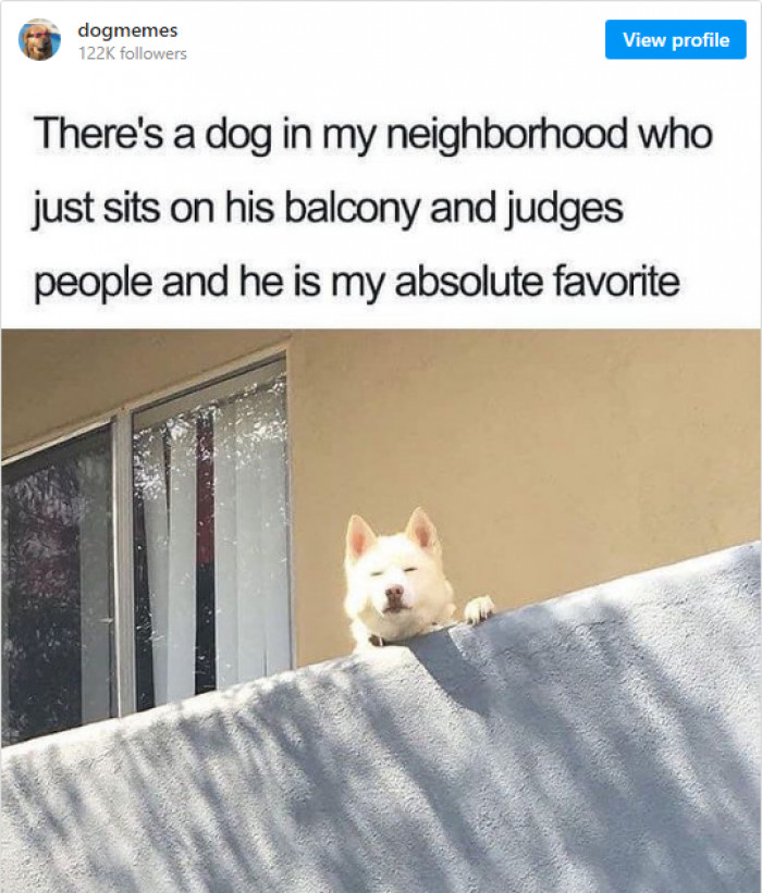 14. Dogs definitely learned this act of judgment from cats