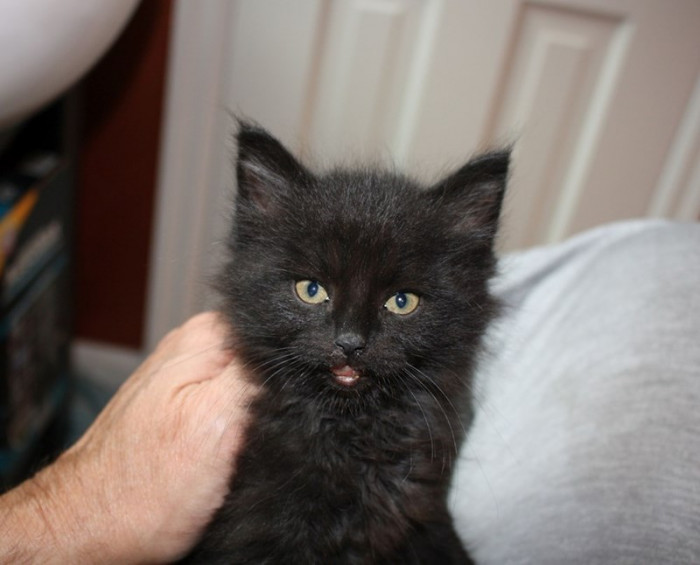 The vet said that Smudge is in the 4-6 week range