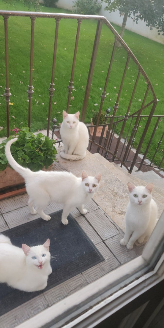 35. I started feeding a street cat last year; the news is going fast in the neighborhood