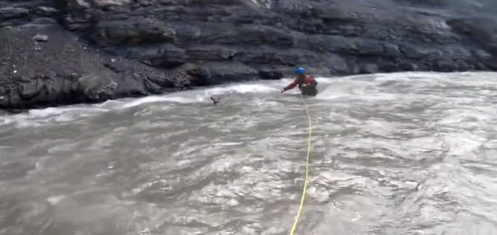 They jumped into action but made sure the calf’s protective mother wasn’t around; otherwise, they would need help too if they were attacked.