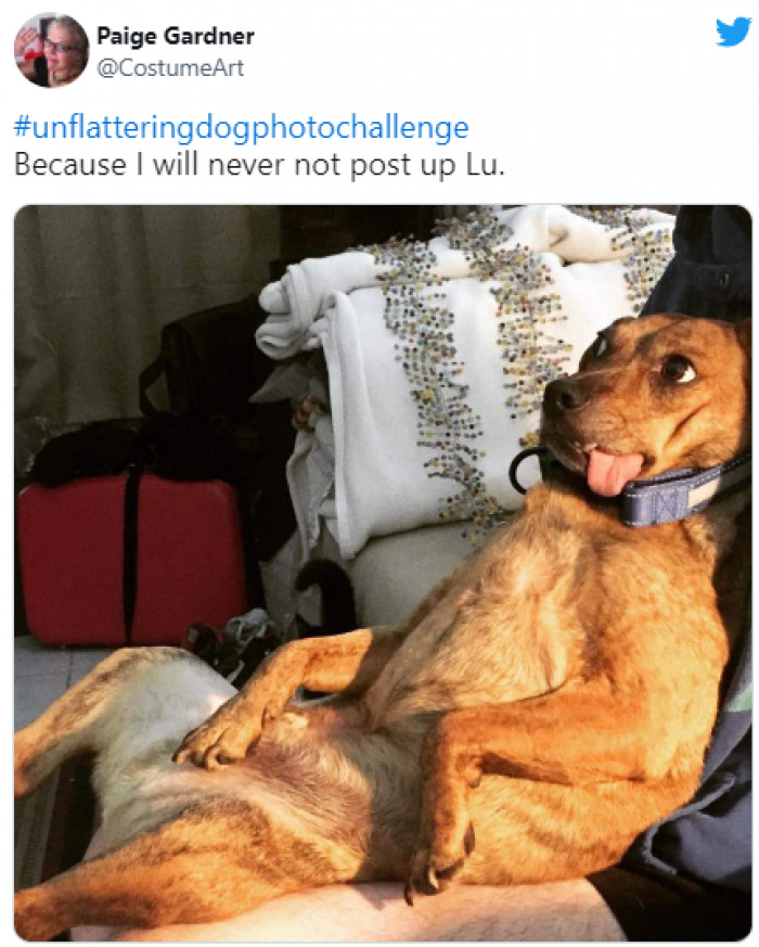 The concept is straightforward.  Simply capture your dogs being their uncomfortable and joyous selves in a humorous moment and post the photo online with the hashtag #unflatteringdogphotochallenge.