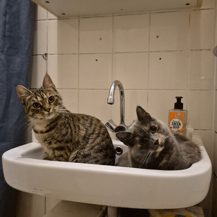 "Walked In To Brush My Teeth To Find The Girls Hanging Out In The Sink"