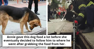 Stray Dog's Snack-Dropping Into Storm Drain Leaves Firefighters Astonished As They Discover Kittens Below