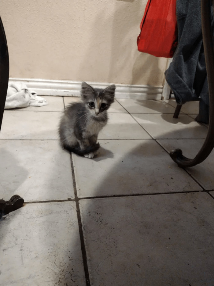 6. "What kind of cat is this?"