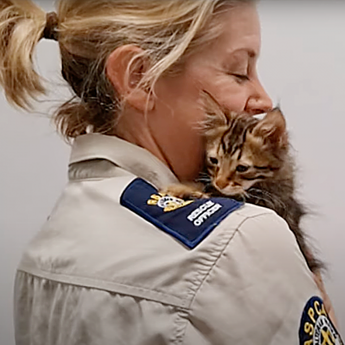 RSPCA officer holding the kitten