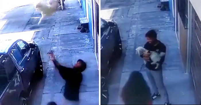 John spotted the small dog falling, and incredibly, he caught her in mid-air as she fell from the fourth-floor balcony.