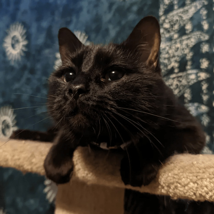 11. The void staring back at her human.