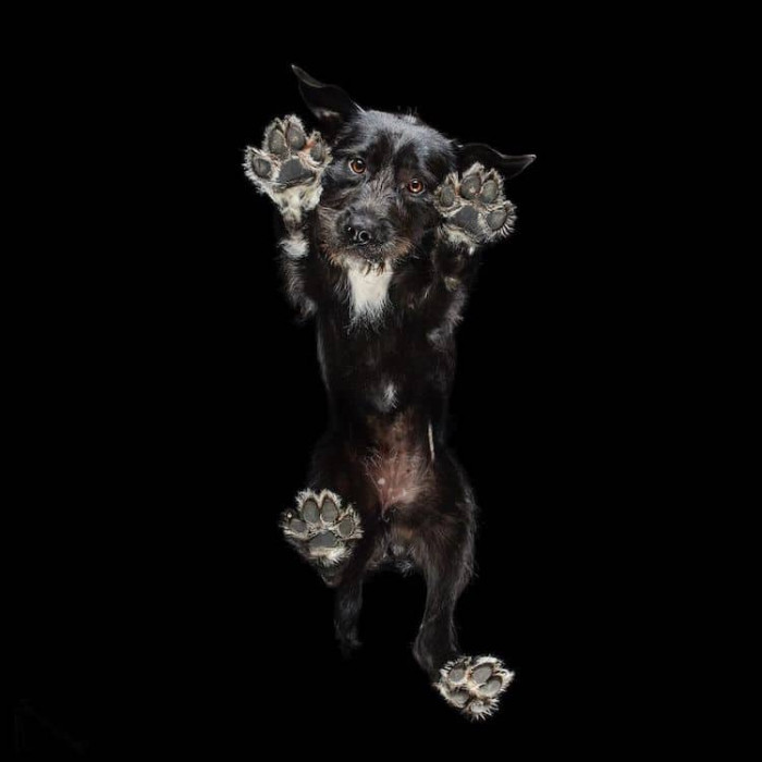 1. Check out this unusual approach to pet photography