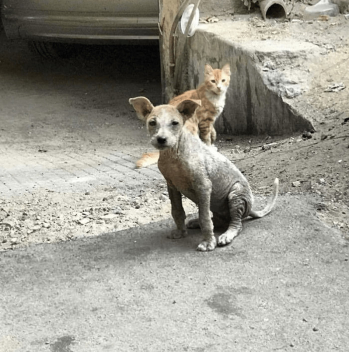 4. "My Egyptian street dog when I picked her up and now."