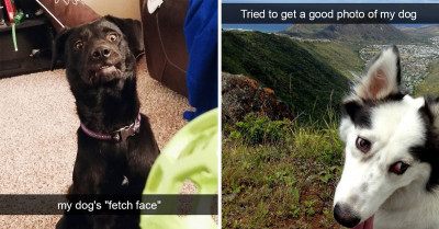 17 Refreshing Pictures Of Dogs That Prove That When It Comes To Canines, It’s Just Good Vibes Only