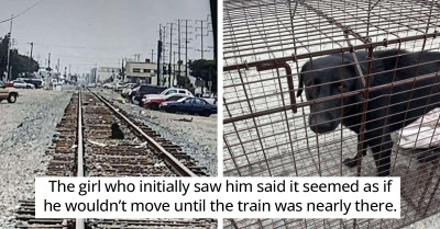 Abandoned and Hungry Dog Waits Patiently on the Train Tracks for His Humans to Find and Take Him Home