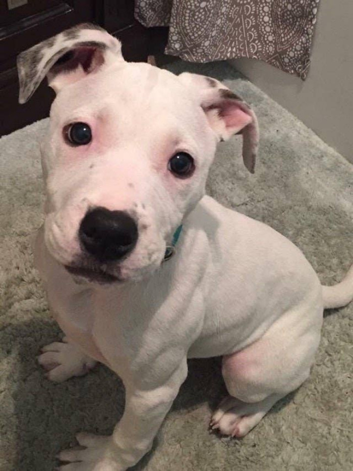 2. "Went to 'look' at a pupper today. Meet my new best friend!"