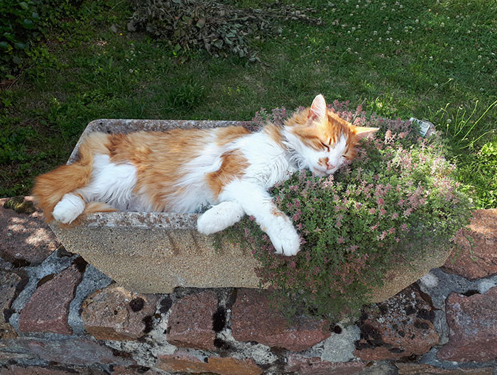 16. My Mother Was Wondering Why Flowers Were Growing Only in Half the Pot