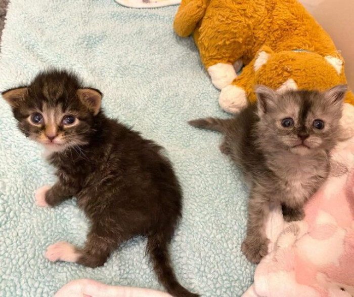 Monique and Stranger Danger both came from broken families