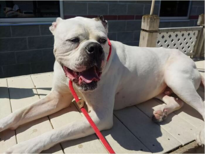 “While he’s reserved and nervous in his kennel, he’s full of joy outside, just wanting to play and be loved.”