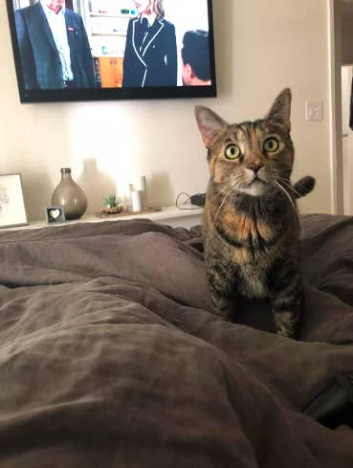 6. Clearly, this pretty kitty is a fan of Schitt's Creek as well.